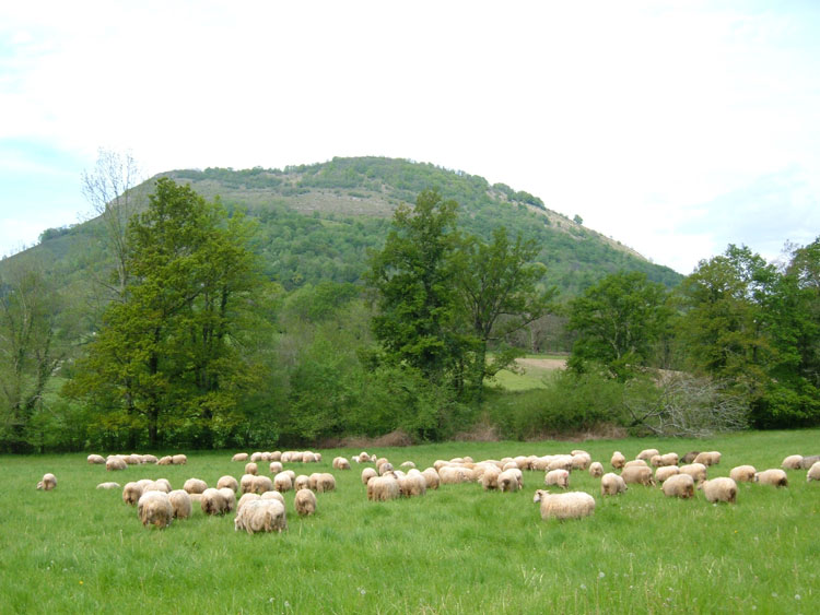 En Tete Page De Garde Brebis